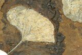Two Paleocene Fossil Ginkgo Leaves - North Dakota #271096-2